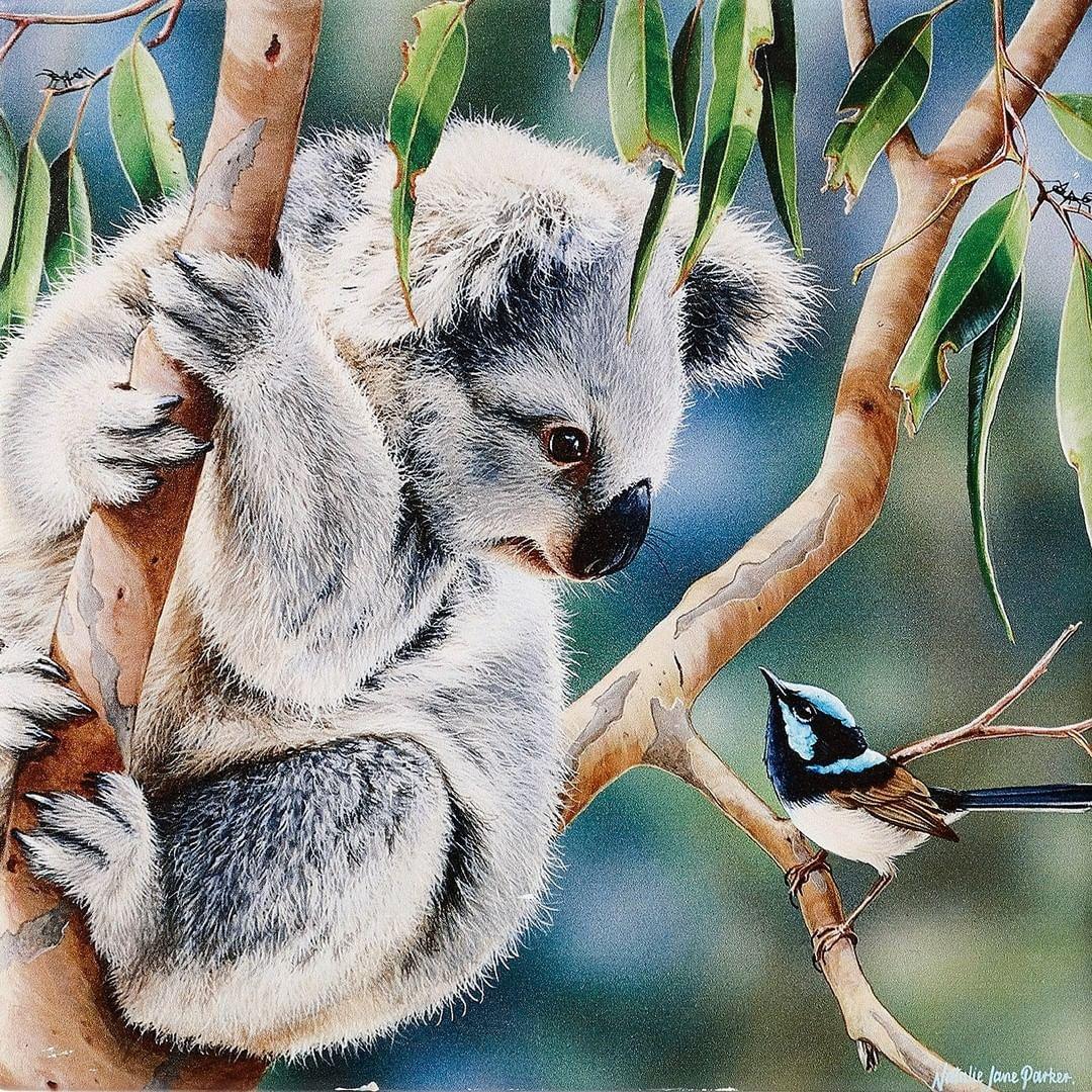 Aussie Koala Mate - Giftolicious