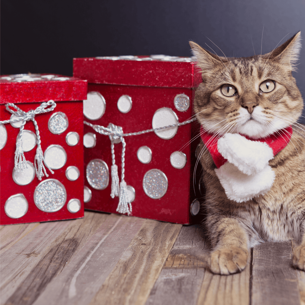 Gift Box Great Gifts For Cat Lovers Valentines Day Cat Gift Box