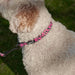 Hot Dog Collar Pink Ocelot Small - Giftolicious