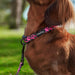 Hot Dog Collar Pink Ocelot Small - Giftolicious
