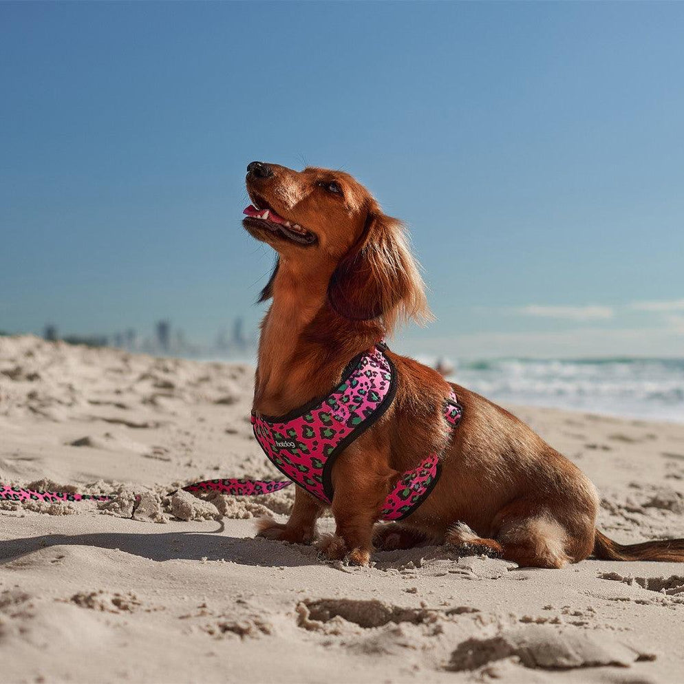 Hot Dog Harness Pink Ocelot Large — Giftolicious